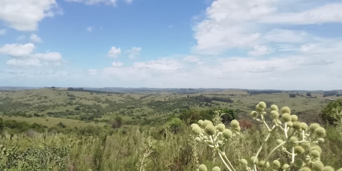36 Has buenas vistas, aptas para fraccionar