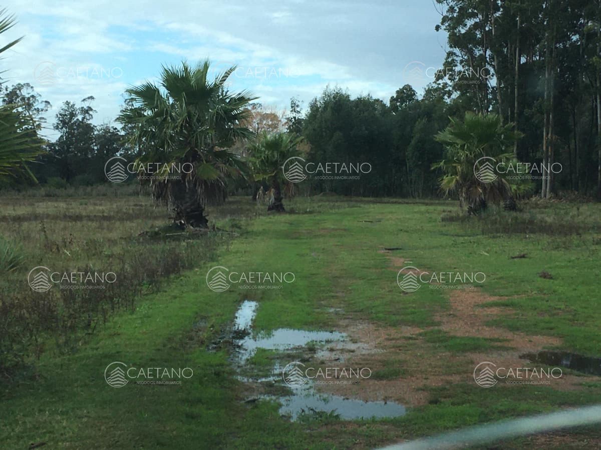 Chacra en La Pataia - Punta Ballena — foto 2
