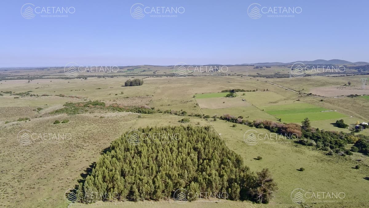 ¡Oportunidad a 4 km de ruta 39 en las Cañas! 2 Chacras de 7 Hectáreas con monte de Eucalipto — foto 2