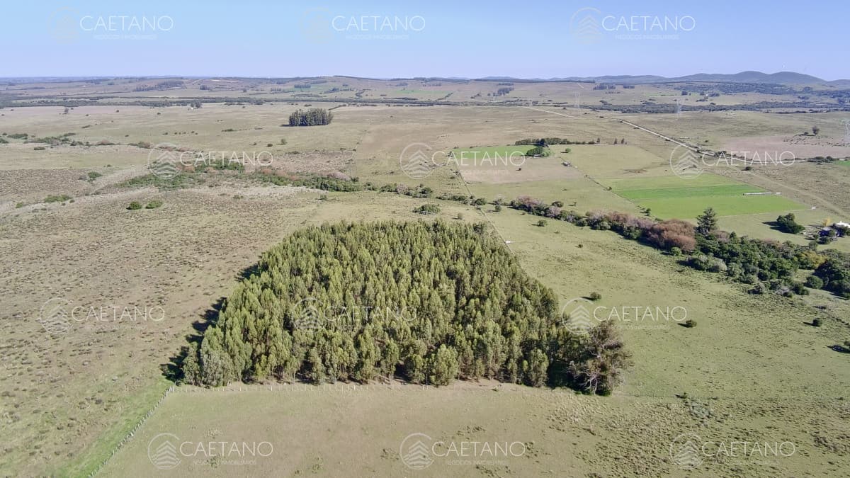 ¡Oportunidad a 4 km de ruta 39 en las Cañas! 2 Chacras de 7 Hectáreas con monte de Eucalipto — foto 3
