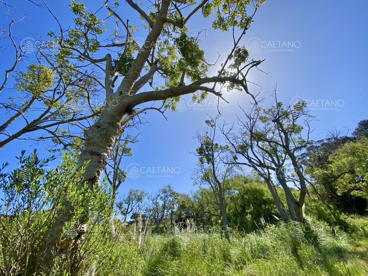 Terreno, Venta, Piedras del Chileno, Punta del Este