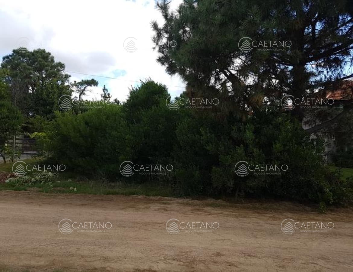 Tio Tom — foto 3