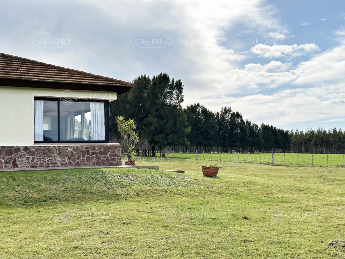 Campo olivar sobre la Ruta 8 de Minas — foto 3