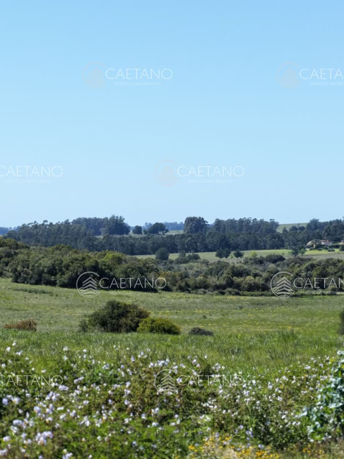 24 chacras de 3 hectareas — foto 3