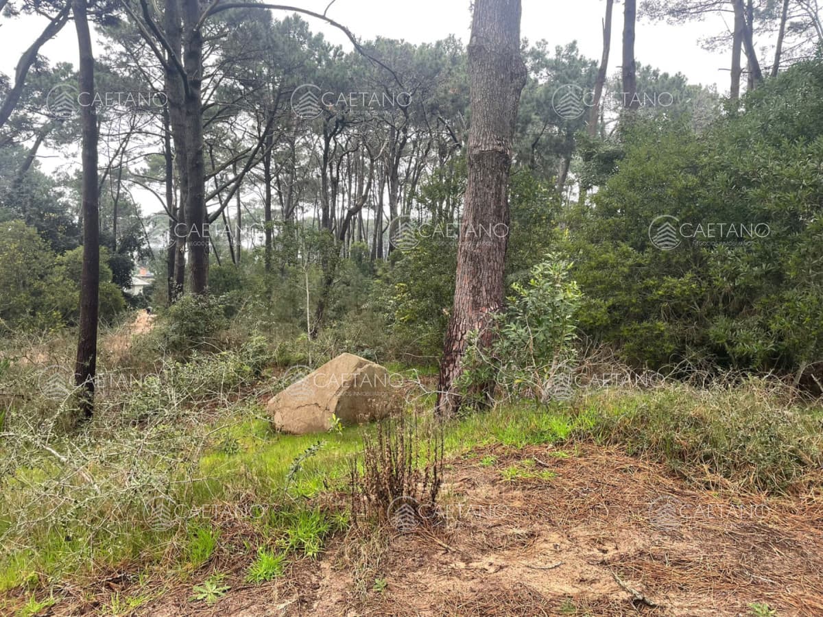 Terreno 3000M2 en Montoya — foto 2