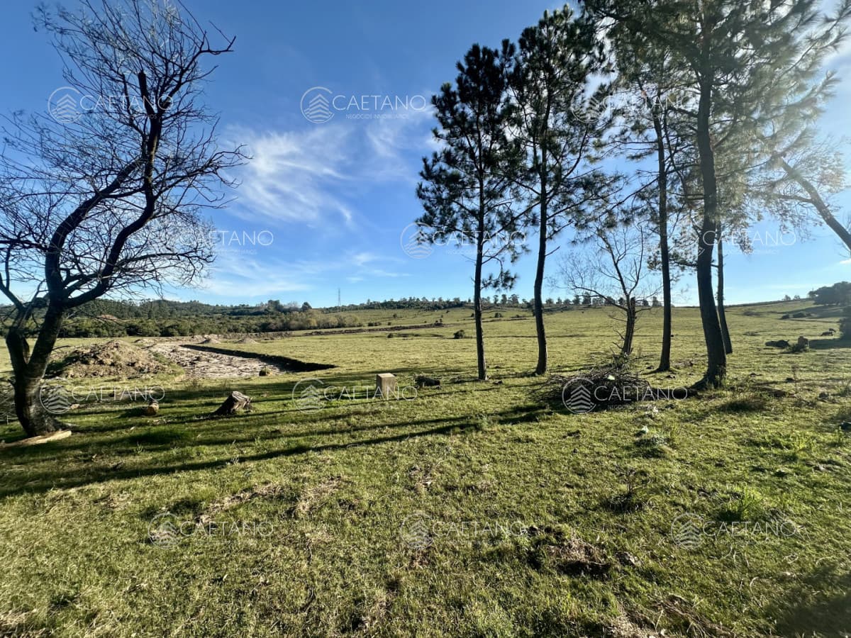 venta chacra 3 hectáreas Punta Ballena.