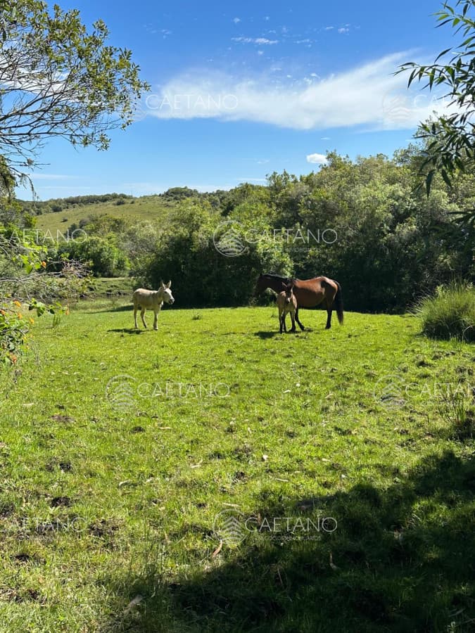 Venta Chacra Minas, Lavalleja — foto 2