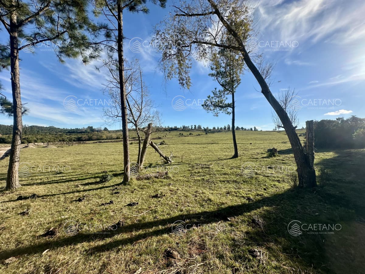 Venta chacra. Punta Ballena, Maldonado. — foto 3