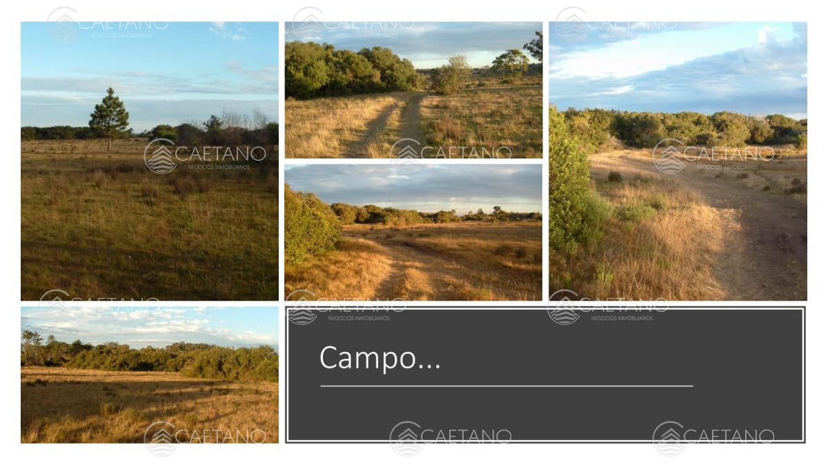 Venta campo 117 hectáreas sobre río de la plata — foto 2
